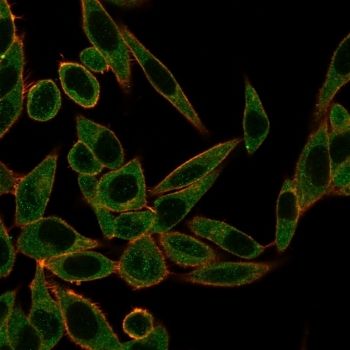 Immunofluorescent staining of PFA-fixed human HeLa cells using ZNF622 antibody (green, clone PCRP-ZNF622-1C11) and phalloidin (red).