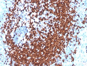 IHC staining of FFPE human tonsil tissue with recombinant PAX5 antibody (clone PAX5/3977R). HIER: boil tissue sections in pH 9 10mM Tris with 1mM EDTA for 20 min and allow to cool before testing.