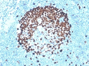 IHC staining of FFPE human tonsil tissue with recombinant Ki67 antibody (clone MKI67/4947R). HIER: boil tissue sections in pH 9 10mM Tris with 1mM EDTA for 20 min and allow to cool before testing.