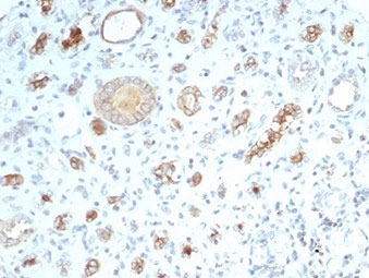IHC staining of FFPE human kidney tissue with recombinant CFTR antibody (clone CFTR/7003R). HIER: boil tissue sections in pH 9 10mM Tris with 1mM EDTA for 20 min and allow to cool before testing.