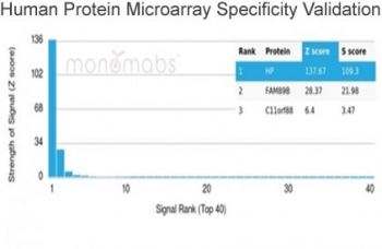 Analysis of HuProt(TM) microarray containing more than 19,000 full-length human proteins using Haptoglobin antibody (clone HP/3840). These results demonstrate the foremost specificity of the HP/3840 mAb. Z- and S- score: The Z-score represents the strength of a signal that an antibody (in combination with a fluorescently-tagged anti-IgG secondary Ab) produces when binding to a particular protein on the HuProt(TM) array. Z-scores are described in units of standard deviations (SD's) above the mean value of all signals generated on that array. If the targets on the HuProt(TM) are arranged in descending order of the Z-score, the S-score is the difference (also in units of SD's) between the Z-scores. The S-score therefore represents the relative target specificity of an Ab to its intended target.