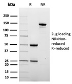 SDS-PAGE analysis of purified, BSA-free CD209 antibody (clone C209/6774) as confirmation of integrity and purity.