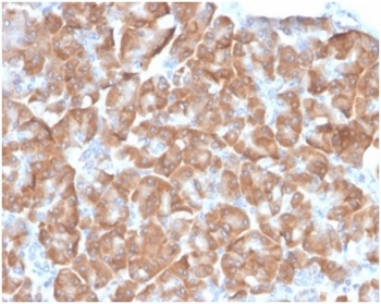 IHC staining of FFPE human pancreas with 40S Ribosomal protein SA antibody (clone RPSA/6332R). HIER: boil tissue sections in pH 9 10mM Tris with 1mM EDTA for 20 min and allow to cool before testing.