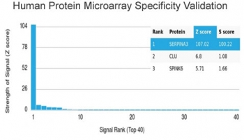 Analysis of HuProt(TM) microarray containing more than 19,000 full-length human proteins using AACT antibody (clone SERPINA3/4184). These results demonstrate the foremost specificity of the SERPINA3/4184 mAb. Z- and S- score: The Z-score represents the strength of a signal that an antibody (in combination with a fluorescently-tagged anti-IgG secondary Ab) produces when binding to a particular protein on the HuProt(TM) array. Z-scores are described in units of standard deviations (SD's) above the mean value of all signals generated on that array. If the targets on the HuProt(TM) are arranged in descending order of the Z-score, the S-score is the difference (also in units of SD's) between the Z-scores. The S-score therefore represents the relative target specificity of an Ab to its intended target.