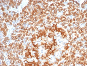 IHC staining of FFPE human salivary gland with recombinant EBAG9 antibody (clone EBAG9/7033R). HIER: boil tissue sections in pH 9 10mM Tris with 1mM EDTA for 20 min and allow to cool before testing.