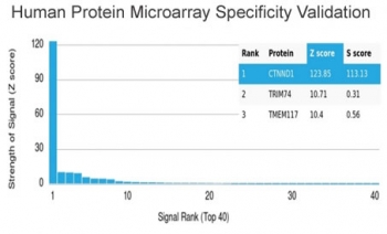 Analysis of HuProt(TM) microarray containing more than 19,000 full-length human proteins using Catenin delta 1 antibody (clone CTNND1/4207). These results demonstrate the foremost specificity of the CTNND1/4207 mAb. Z- and S- score: The Z-score represents the strength of a signal that an antibody (in combination with a fluorescently-tagged anti-IgG secondary Ab) produces when binding to a particular protein on the HuProt(TM) array. Z-scores are described in units of standard deviations (SD's) above the mean value of all signals generated on that array. If the targets on the HuProt(TM) are arranged in descending order of the Z-score, the S-score is the difference (also in units of SD's) between the Z-scores. The S-score therefore represents the relative target specificity of an Ab to its intended target.