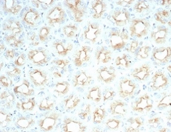IHC staining of FFPE human salivary gland with recombinant Cystic Fibrosis Transmembrane Regulator antibody (clone CFTR/7154R) at 2ug/ml. HIER: boil tissue sections in pH 9 10mM Tris with 1mM EDTA for 20 min and allow to cool before testing.