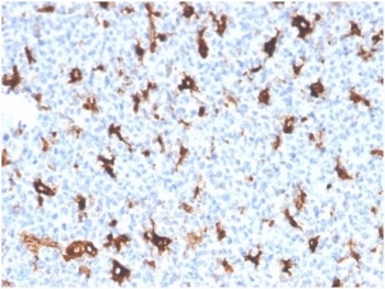 IHC staining of FFPE human tonsil tissue with Osteonectin antibody (clone OSTN/3758). HIER: boil tissue sections in pH 9 10mM Tris with 1mM EDTA for 20 min and allow to cool before testing.