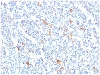 IHC staining of FFPE human tonsil tissue with SPARC antibody (clone OSTN/3759). HIER: boil tissue sections in pH 9 10mM Tris with 1mM EDTA for 20 min and allow to cool before testing.