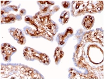 IHC staining of FFPE human placental tissue with Alpha II Spectrin antibody (clone SPTAN1/3507). HIER: boil tissue sections in pH 9 10mM Tris with 1mM EDTA for 20 min and allow to cool before testing.