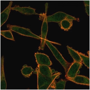 Immunofluorescent staining of PFA-fixed human HeLa cells using KLF12 antibody (green, clone PCRP-KLF12-1E3) and Phalloidin (red).