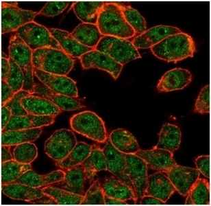 Immunofluorescent staining of human HeLa cells stained using ATF2 antibody (green, clone PCRP-ATF2-1B4) and phalloidin (red).