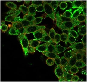 Immunofluorescent staining of PFA-fixed human HeLa cells using CNOT10 antibody (green, clone PCRP-CNOT10-1D5) and phalloidin (red).