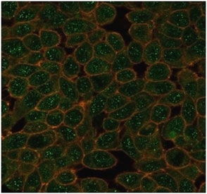 Immunofluorescent staining of PFA-fixed human HeLa cells using GTF2A1 antibody (green, clone PCRP-GTF2A1-1F2) and phalloidin (red).