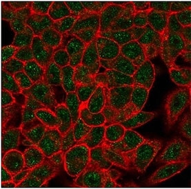 Immunofluorescent staining of PFA-fixed human HeLa cells using Myf-4 antibody (green, clone PCRP-MYOG-1C5) and phalloidin (red).