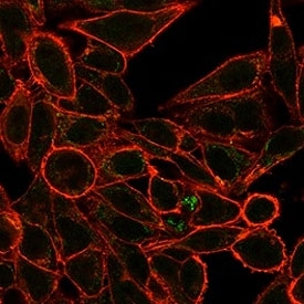 Immunofluorescent staining of PFA-fixed human HeLa cells using RXR gamma antibody (green, clone PCRP-RXRG-5H4) and phalloidin (red).