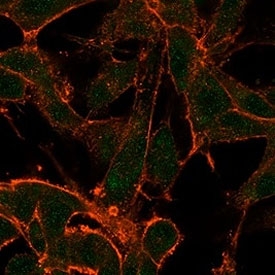 Immunofluorescent staining of PFA-fixed human human U-87 MG cells using MED22 antibody (green, clone PCRP-MED22-2A7) and phalloidin (red).